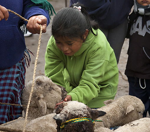 Bambina e pecorella, Ecuador