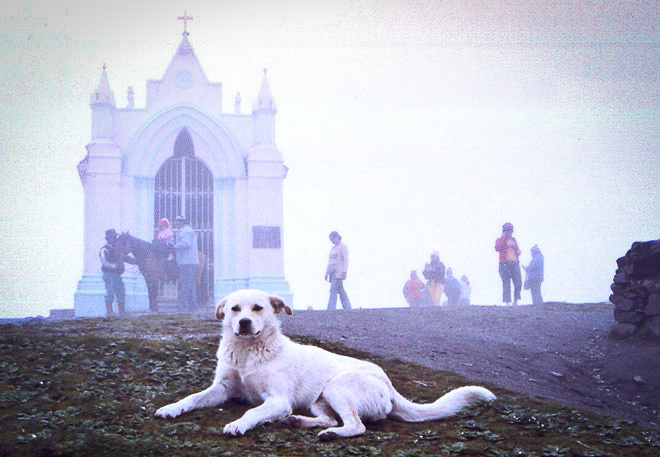 Dog in Andes, Venezuela, 2005