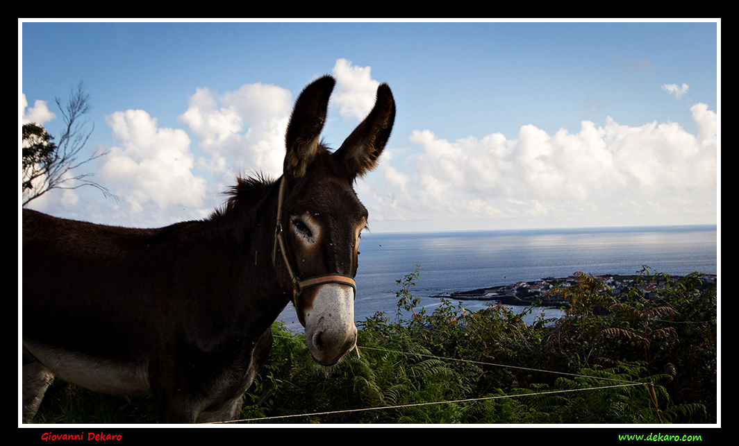Donkey in Terciera, Azores, 2018