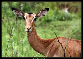 antilope_swaz