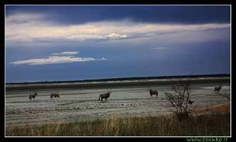 etosha_park