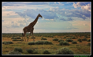 giraffa