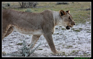 leone