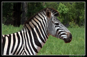 zebra