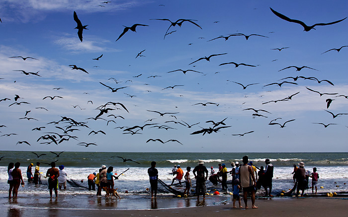 Uccelli sulla spiaggia, Ecuador