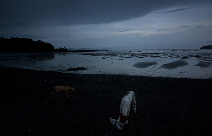 Cani sulla spiaggia di sera, Panama