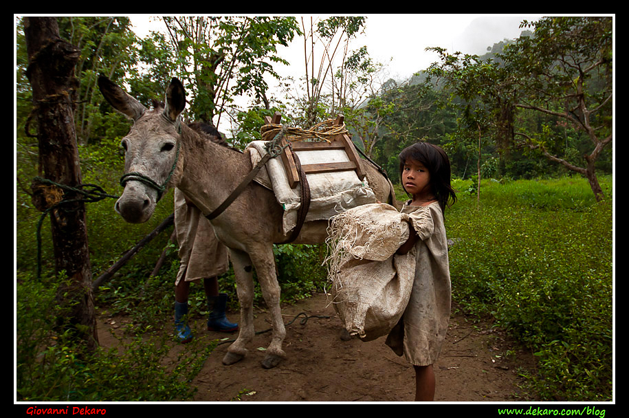 Kogi girl and donkey, Sierra Nevada, Colombia