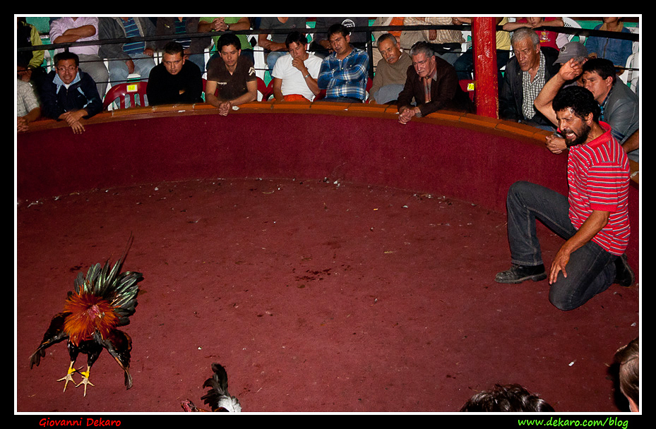 Cockfighting, Otavalo, Ecuador