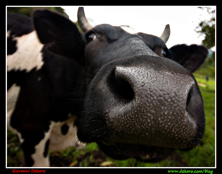 Cow nose, Colombia