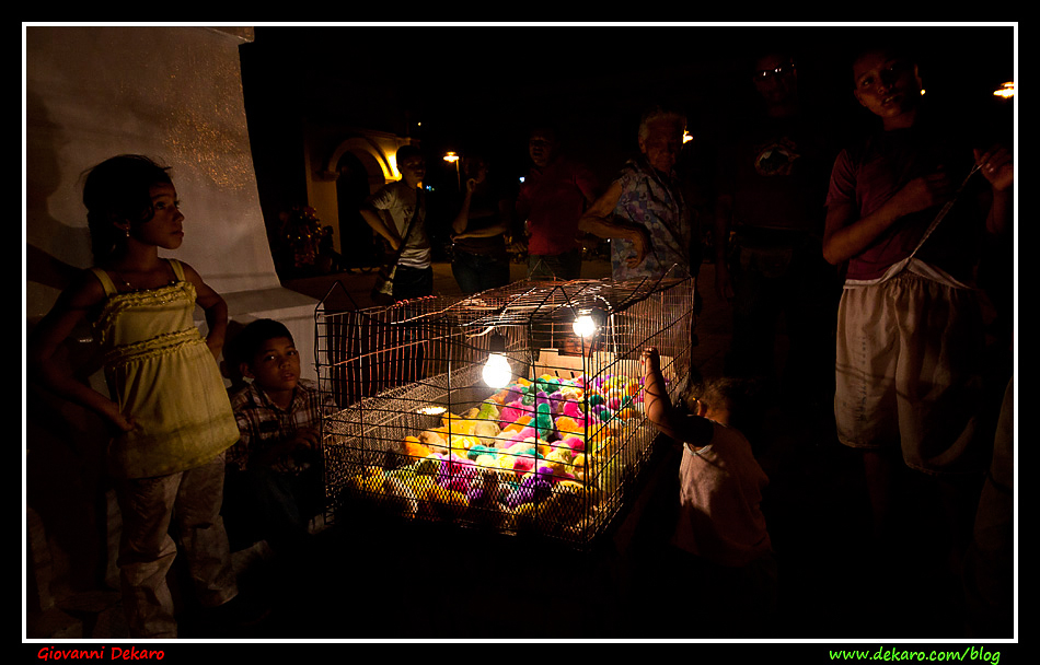 Colored chicks, Mompos, Colombia