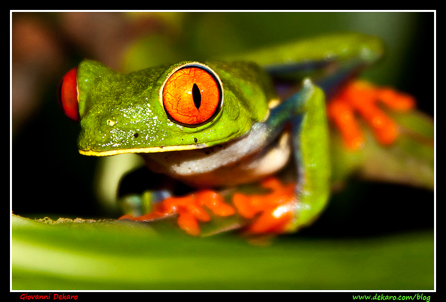 Frog, Costa Rica