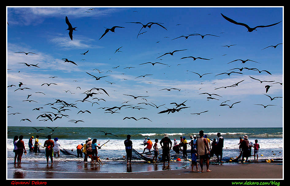 Birds on the beach, Playa, near Guayaquil, Ecuador