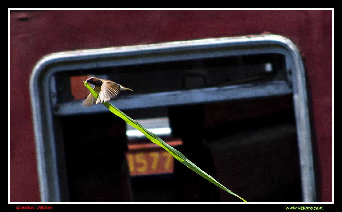 Bird with a grass line for the nest, Sri Lanka