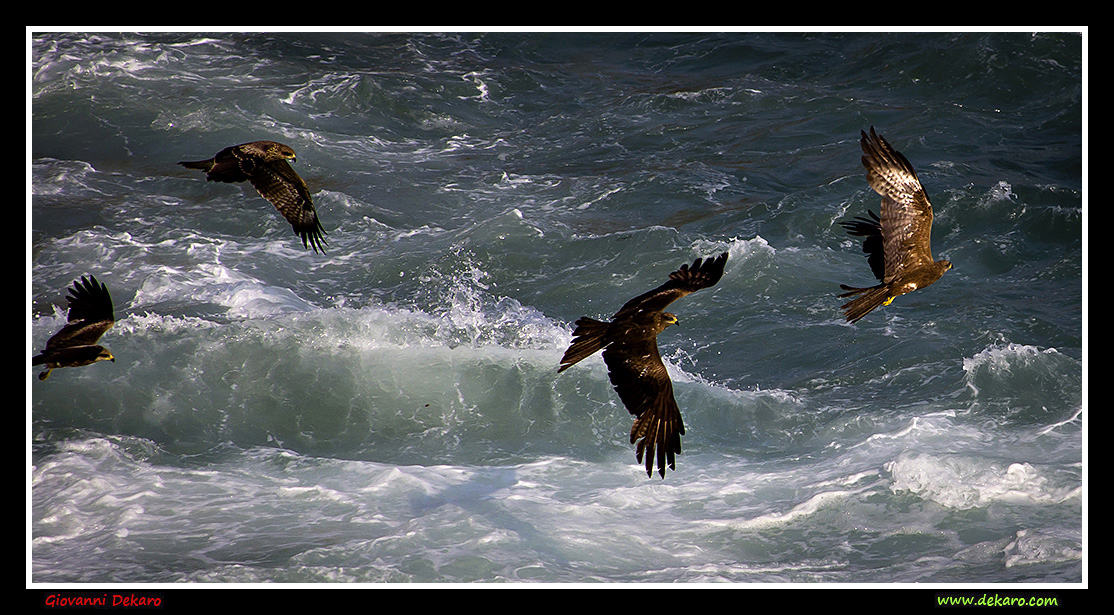 Eagles fishing, Kerala, India