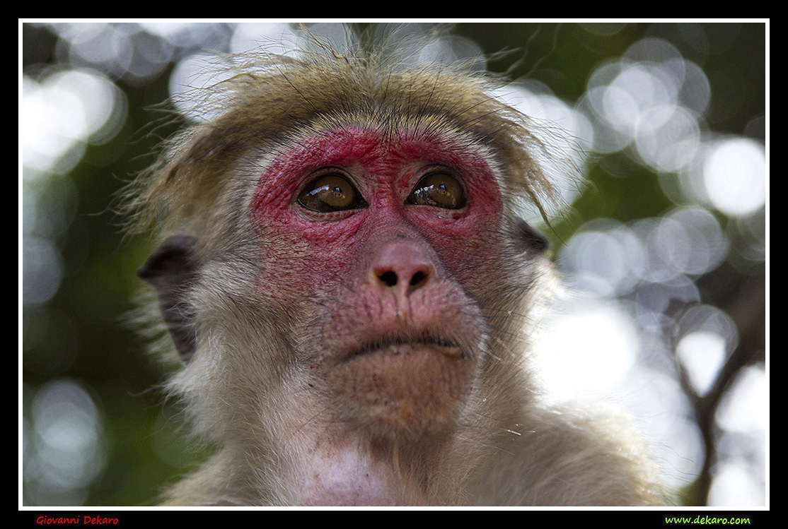 Monkey, Sri Lanka
