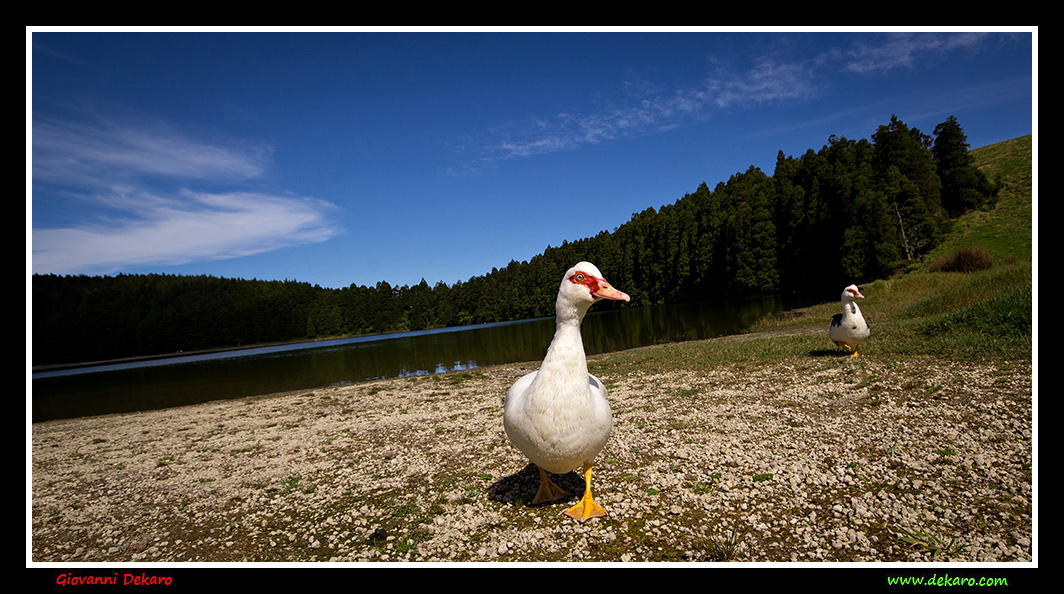 Duck in Sao Miguel, Azores, 2017