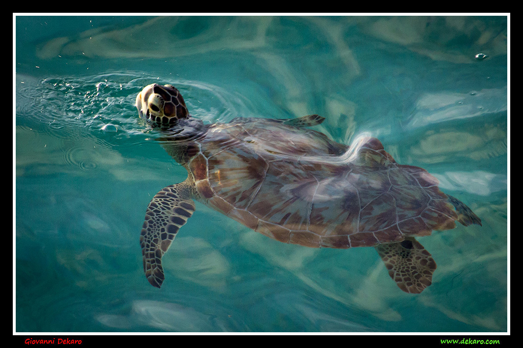 Turtle, Barbados, 2017